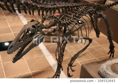 Cool Dinosaurs and Extinct Animal Skeletal Specimens and Fossils Exhibition, Kitakyushu, Fukuoka Prefecture, Inochi no Tabi Museum Cool Dinosaurs and Extinct Animal Skeletal Specimens and Fossils Exhibition, Kitakyushu, Fukuoka Prefecture, Inochi no Tabi Museum 104552643