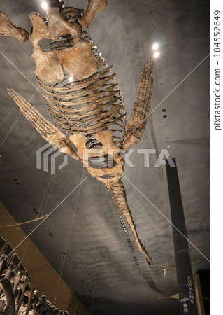 酷恐龍和滅絕動物骨骼標本和化石展，福岡縣北九州，豬內足袋博物館 104552649