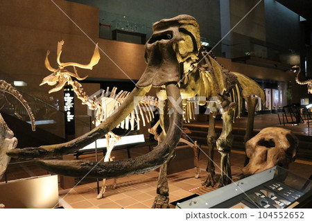 Cool Dinosaurs and Extinct Animal Skeletal Specimens and Fossils Exhibition, Kitakyushu, Fukuoka Prefecture, Inochi no Tabi Museum Cool Dinosaurs and Extinct Animal Skeletal Specimens and Fossils Exhibition, Kitakyushu, Fukuoka Prefecture, Inochi no Tabi Museum 104552652