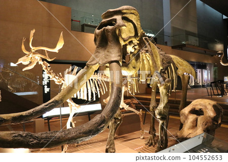 Cool Dinosaurs and Extinct Animal Skeletal Specimens and Fossils Exhibition, Kitakyushu, Fukuoka Prefecture, Inochi no Tabi Museum 104552653