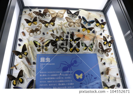 酷恐龍和滅絕動物骨骼標本和化石展，福岡縣北九州，豬內足袋博物館 104552671