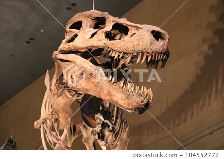 Cool Dinosaurs and Extinct Animal Skeletal Specimens and Fossils Exhibition, Kitakyushu, Fukuoka Prefecture, Inochi no Tabi Museum Cool Dinosaurs and Extinct Animal Skeletal Specimens and Fossils Exhibition, Kitakyushu, Fukuoka Prefecture, Inochi no Tabi Museum 104552772