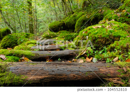 長滿青苔的山路。 104552810