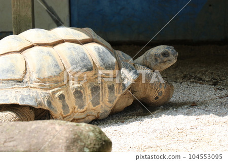 Asa Zoological Park, Hiroshima, parent and child Asa Zoological Park, Hiroshima, parent and child 104553095
