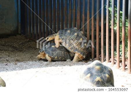 廣島阿佐動物園,父母和孩子,海龜交配 廣島阿佐動物園,父母和孩子,海龜交配 104553097