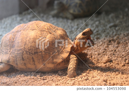 阿佐動物園,廣島,父母和孩子 阿佐動物園,廣島,父母和孩子 104553098