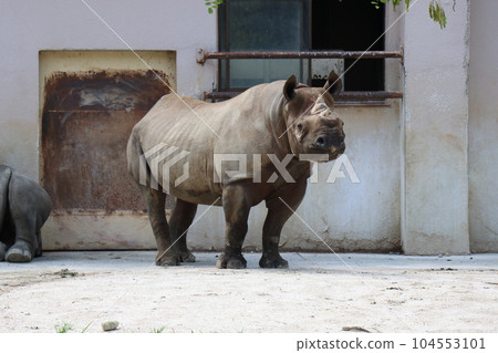 阿佐動物園,廣島,父母和孩子 阿佐動物園,廣島,父母和孩子 104553101