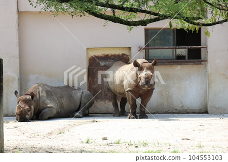 阿佐動物園,廣島,父母和孩子 阿佐動物園,廣島,父母和孩子 104553103