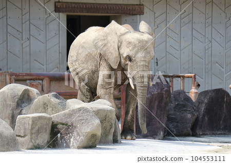 阿佐動物園,廣島,父母和孩子 阿佐動物園,廣島,父母和孩子 104553111