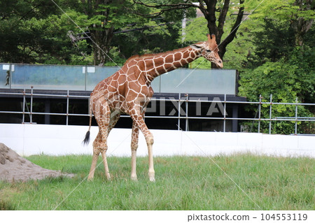 阿佐動物園，廣島，父母和孩子 104553119