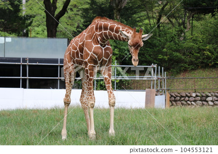 阿佐動物園，廣島，父母和孩子 104553121