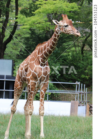 阿佐動物園,廣島,父母和孩子 阿佐動物園,廣島,父母和孩子 104553123