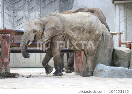 阿佐動物園,廣島,父母和孩子 阿佐動物園,廣島,父母和孩子 104553125
