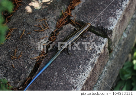 阿佐動物園,廣島,父母和孩子,日本蜥蜴 阿佐動物園,廣島,父母和孩子,日本蜥蜴 104553131