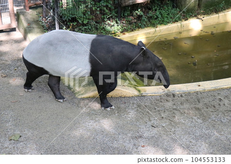 阿佐動物園,廣島,父母和孩子 阿佐動物園,廣島,父母和孩子 104553133