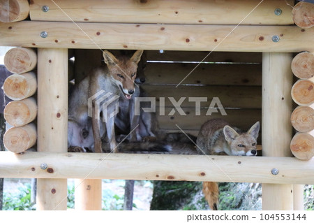 阿佐動物園,廣島,父母和孩子 阿佐動物園,廣島,父母和孩子 104553144