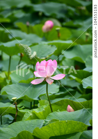 Lotus flower Lotus flower 104553193