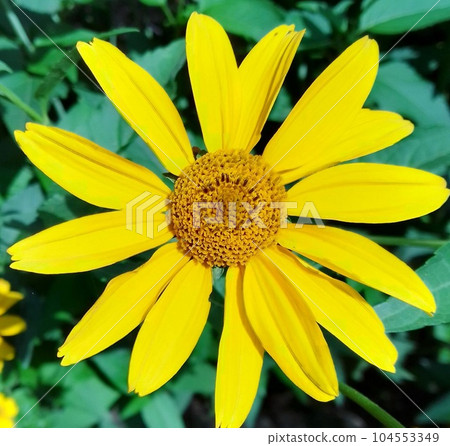 Geliopsis sunflower on a green background Geliopsis sunflower on a green background 104553349