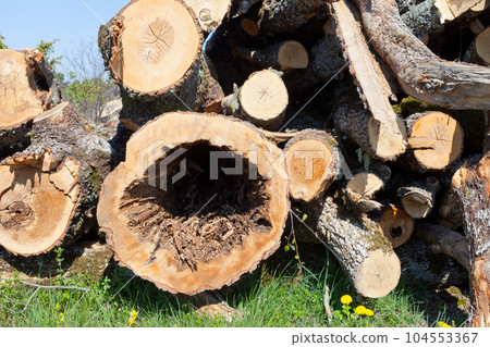 Cross sections trees trunks. cutting timber placed together logs wall industrial structural diseases Cross sections trees trunks. cutting timber placed together logs wall industrial structural diseases 104553367