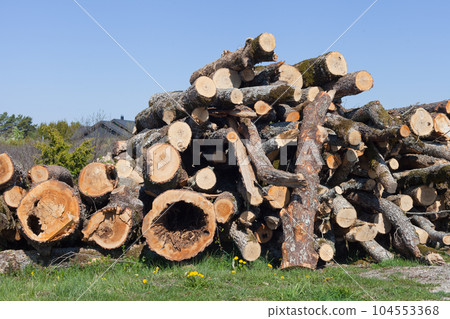 Cross sections trees trunks. cutting timber placed together logs wall industrial structural diseases Cross sections trees trunks. cutting timber placed together logs wall industrial structural diseases 104553368