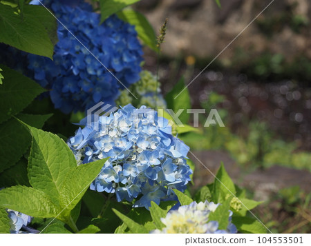 blue hydrangea in the sun 104553501