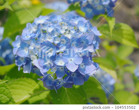 Refreshing light blue hydrangea 104553502