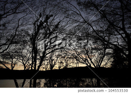 Tree silhouette Tree silhouette 104553530