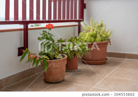 Blooming geraniums on balcony. Red flowers in flowerpots Blooming geraniums on balcony. Red flowers in flowerpots 104553602