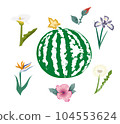 Juicy and fresh watermelon   with flowers  on white background 104553624
