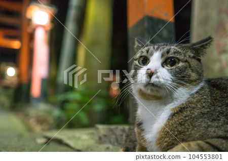 A cute stray cat sleeping at Fushimi Inari Shrine at night in Kyoto 104553801