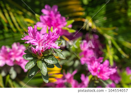 Spring azalea reflecting the spring sunlight 104554057