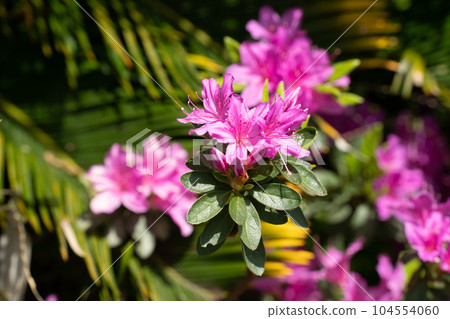Spring azalea reflecting the spring sunlight Spring azalea reflecting the spring sunlight 104554060