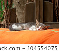 A small, gray and white kitten sleeping on an orange blanket outdoors 104554075