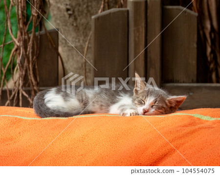 A small, gray and white kitten sleeping on an orange blanket outdoors 104554075
