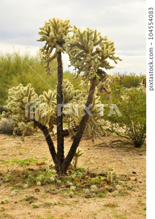 Cholla cactus, Sonora Desert, Mid Spring 104554083