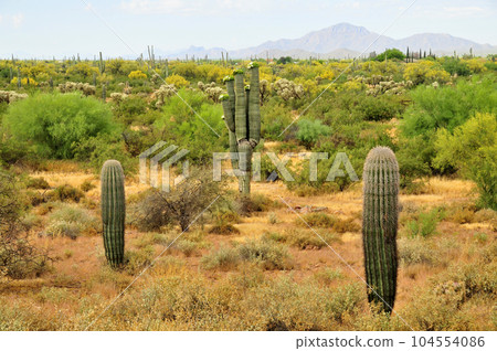 Sonora Desert Arizona 104554086
