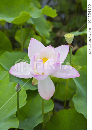 淺粉色的蓮花,綻放美麗 淺粉色的蓮花,綻放美麗 104554190