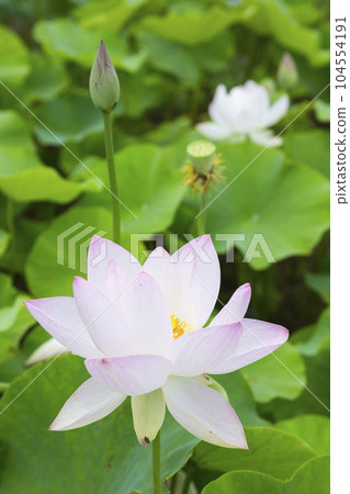 Light pink lotus flower blooming beautifully Light pink lotus flower blooming beautifully 104554191