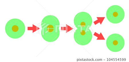 細胞分裂和繁殖的插圖 104554599