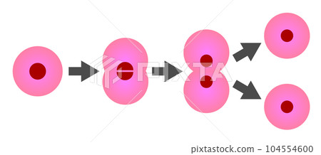 細胞分裂和繁殖的插圖 104554600