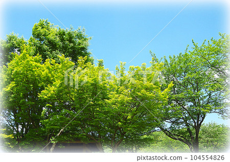 A refreshing early summer park landscape (illustration style) where young autumn leaves shine in the blue sky 104554826