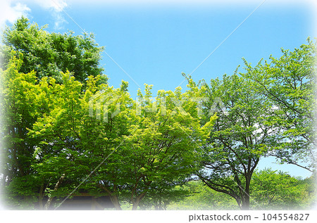A refreshing early summer park landscape (illustration style) where young autumn leaves shine in the blue sky 104554827