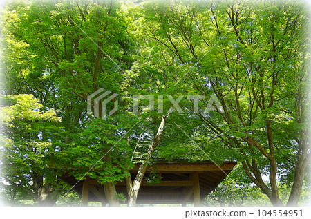 A refreshing early summer park landscape (illustration style) where young autumn leaves shine in the blue sky 104554951