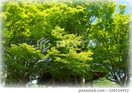 A refreshing early summer park landscape (illustration style) where young autumn leaves shine in the blue sky 104554952
