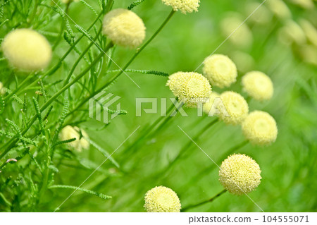 Santorina Santorina 104555071