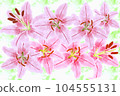 Pretty blooming lily flowers 104555131