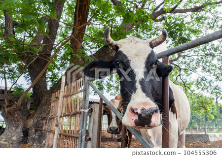 Close up portrait of cow in farm background. Cows standing on the ground with farm agriculture. 104555306