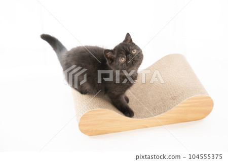 A kitten looking up on a claw sharpener A kitten looking up on a claw sharpener 104555375
