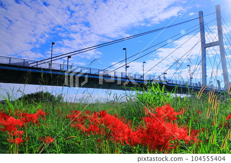 Cluster amaryllis blooming around Kozu Bridge (Itami City, Hyogo Prefecture) Cluster amaryllis blooming around Kozu Bridge (Itami City, Hyogo Prefecture) 104555404
