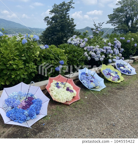 下田繡球園的繡球花 下田繡球園的繡球花 104555422